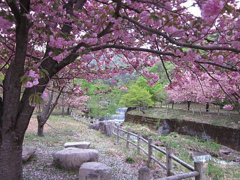 川サイト　八重桜