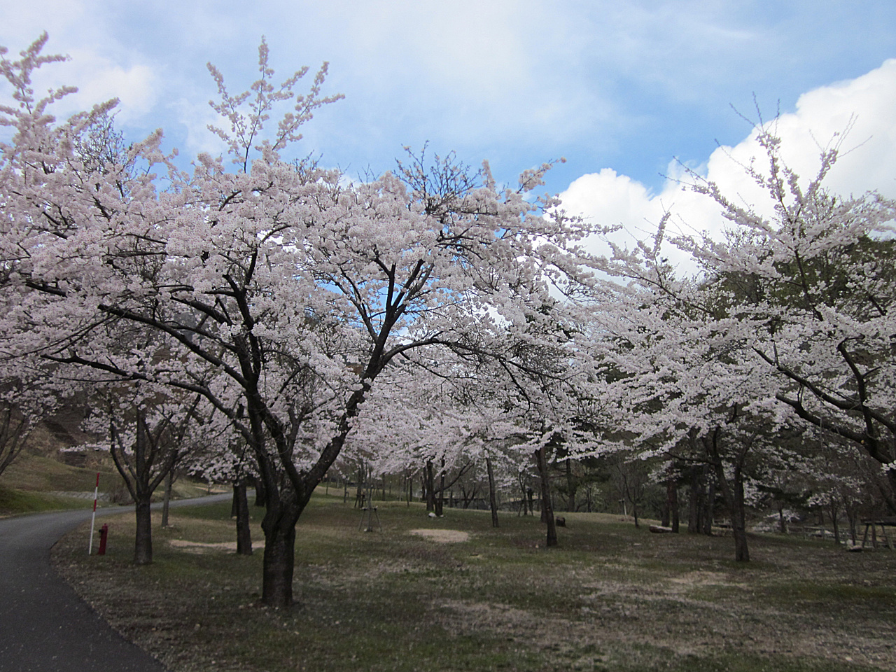 川サイトと桜。