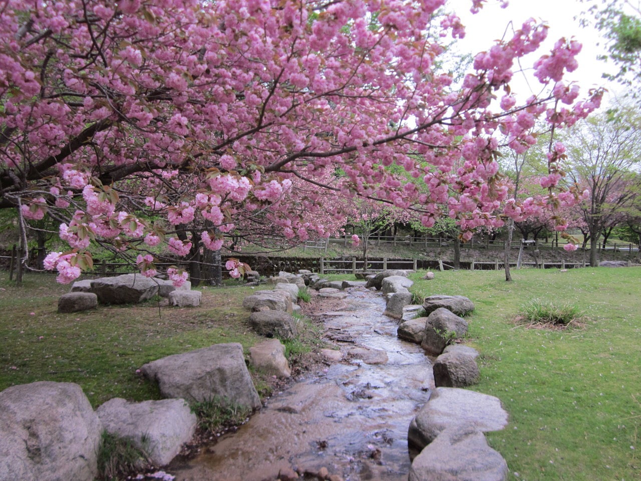 川サイトと八重桜。