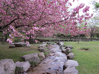 川サイト　八重桜