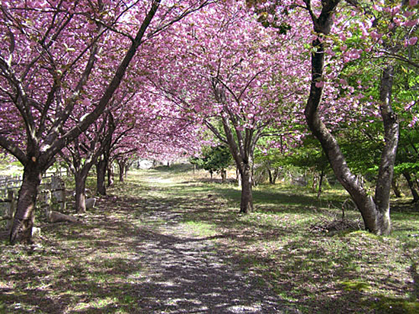 春には・・・桜のトンネルをくぐって。